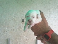 CHIOT